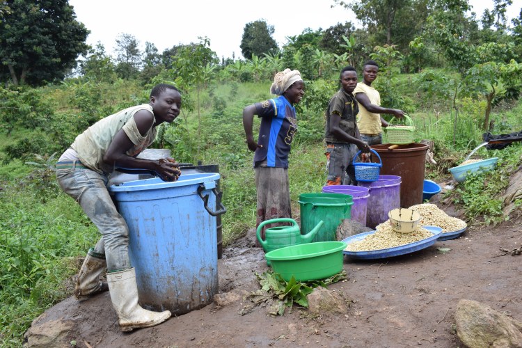 Deuxième en partant de la droite, Masika Nyumu, la caissière, donne un précieux coup de main au lavage de café, tout comme Kambale Maliro Donat, le machiniste, à l’extrême droite. © Merveille Saliboko