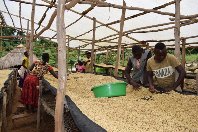 A droite, Katembo Saasita, réceptionniste à la micro-station de lavage de café de Kyavisale, aide aussi dans le tri du café. © Merveille Saliboko