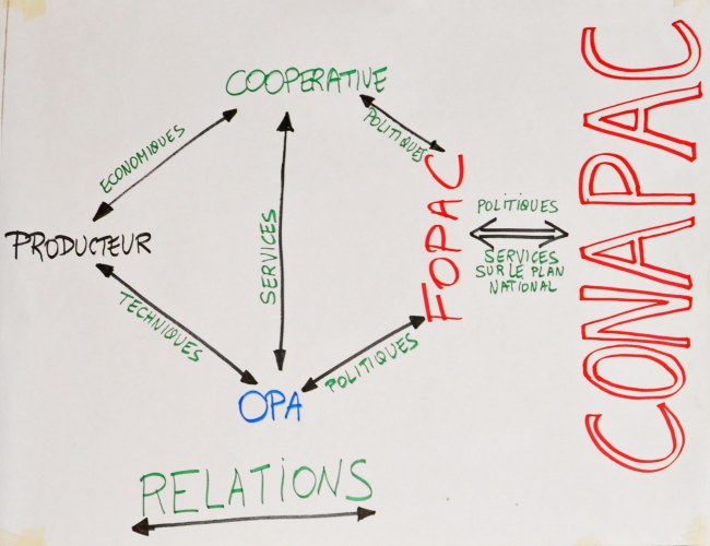 Ce schéma montre les relations entre le producteur et la fédération, la coopérative spécialisée et son organisation paysanne